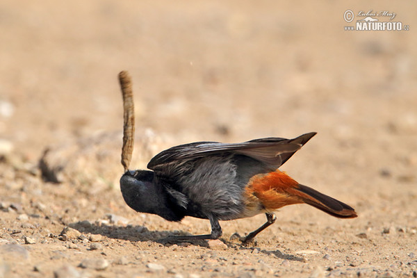 Rehek domácí (Phoenicurus ochruros)