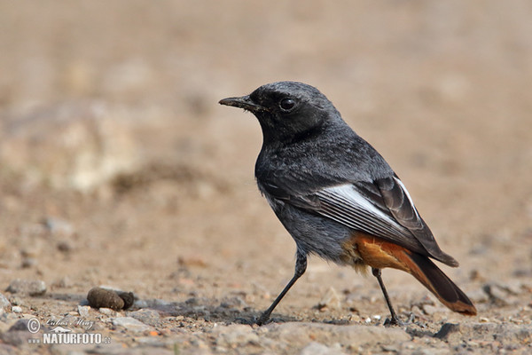 Rehek domácí (Phoenicurus ochruros)