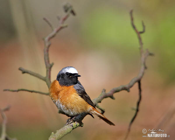 Rehek zahradní (Phoenicurus phoenicurus)