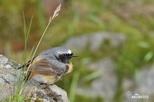 Rehek zahradní (Phoenicurus phoenicurus)