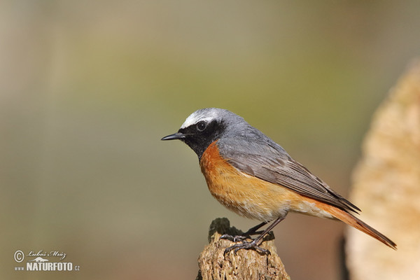 Rehek zahradní (Phoenicurus phoenicurus)