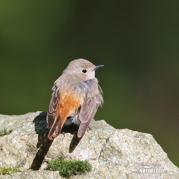 Rehek zahradní (Phoenicurus phoenicurus)