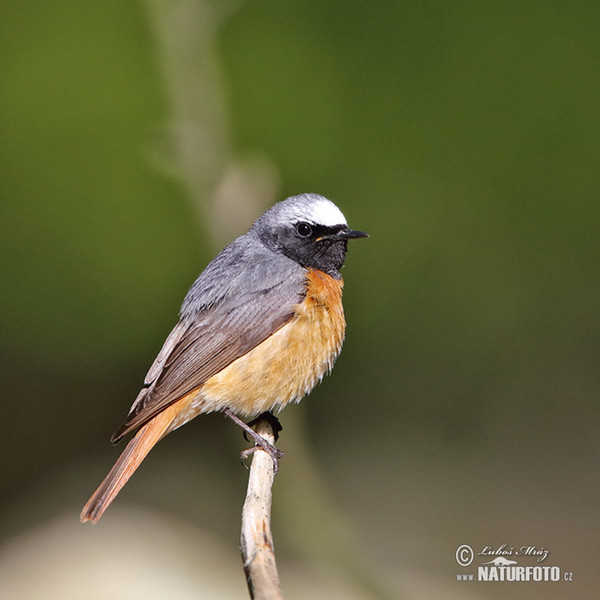 Rehek zahradní (Phoenicurus phoenicurus)