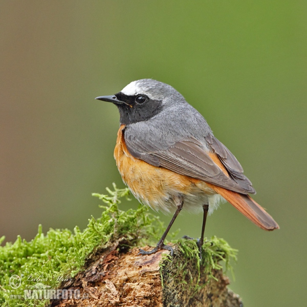 Rehek zahradní (Phoenicurus phoenicurus)