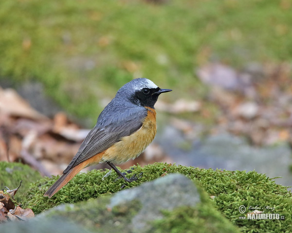 Rehek zahradní (Phoenicurus phoenicurus)