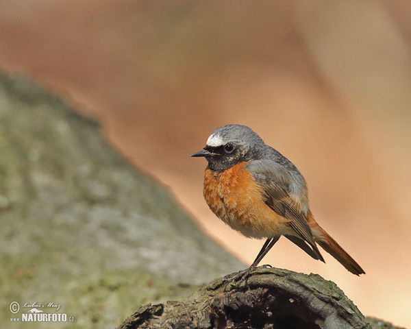 Rehek zahradní (Phoenicurus phoenicurus)