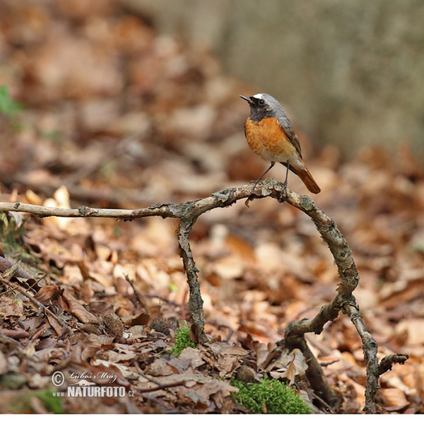 Rehek zahradní (Phoenicurus phoenicurus)