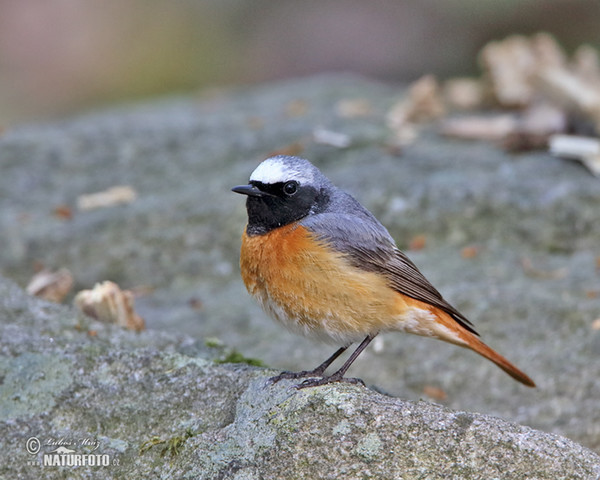 Rehek zahradní (Phoenicurus phoenicurus)