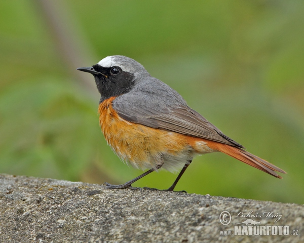 Rehek zahradní (Phoenicurus phoenicurus)