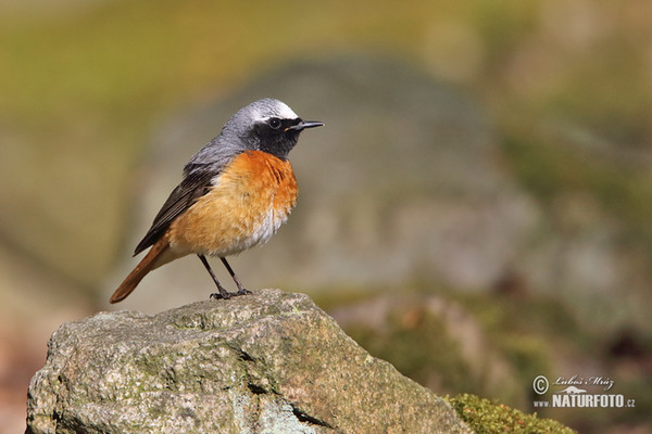 Rehek zahradní (Phoenicurus phoenicurus)