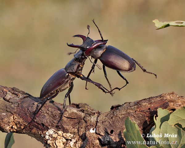 Roháč veľký (Lucanus cervus)