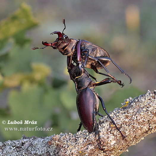 Roháč veľký (Lucanus cervus)