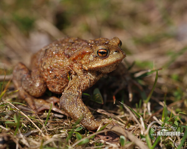 Ropucha bradavičnatá (Bufo bufo)