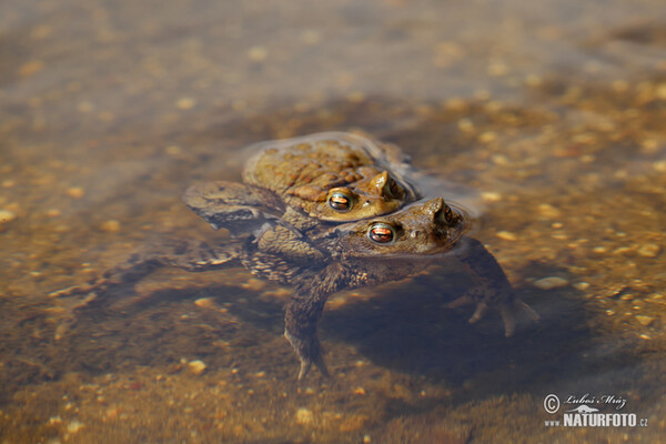 Ropucha bradavičnatá (Bufo bufo)