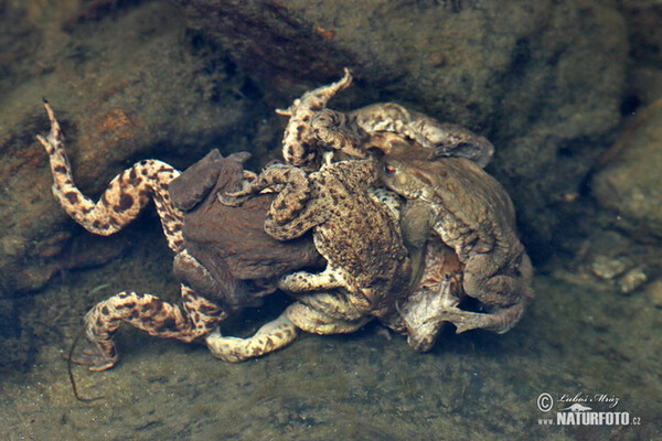 Ropucha bradavičnatá (Bufo bufo)