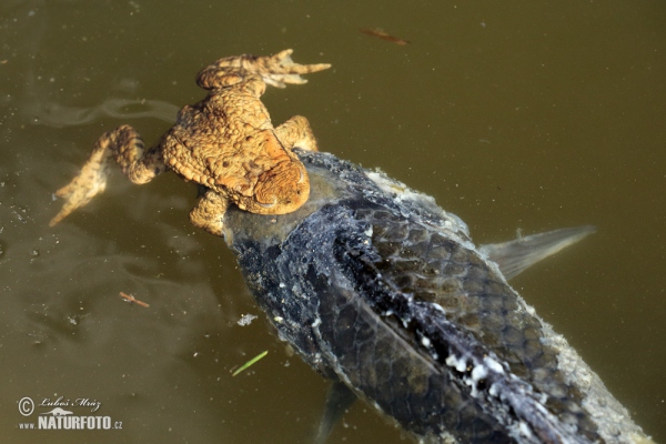 Ropucha bradavičnatá (Bufo bufo)