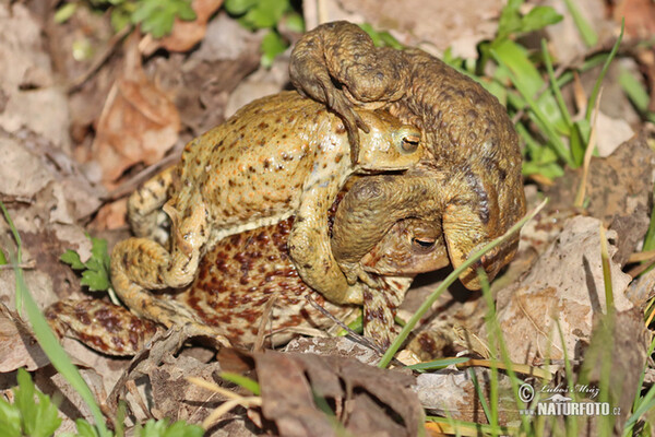 Ropucha bradavičnatá (Bufo bufo)