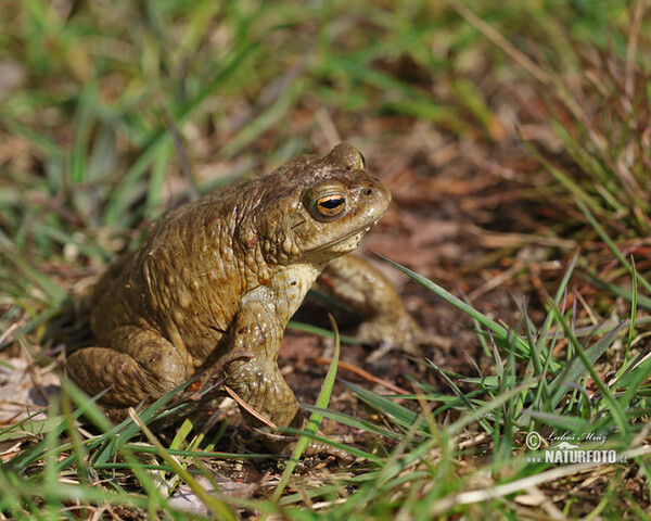 Ropucha bradavičnatá (Bufo bufo)