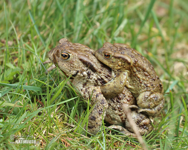 Ropucha bradavičnatá (Bufo bufo)