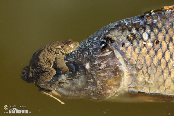 Ropucha bradavičnatá (Bufo bufo)