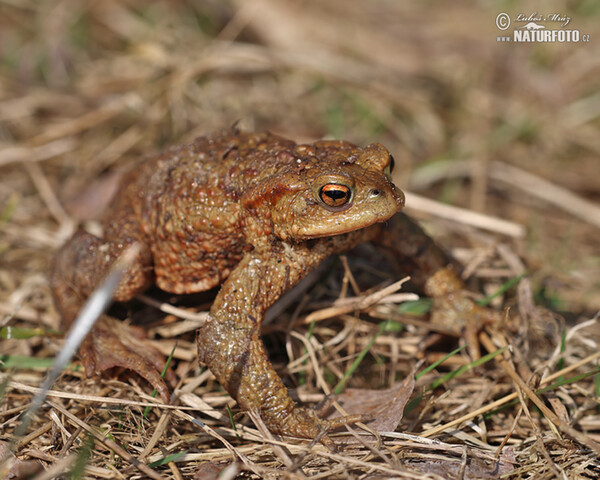 Ropucha bradavičnatá (Bufo bufo)