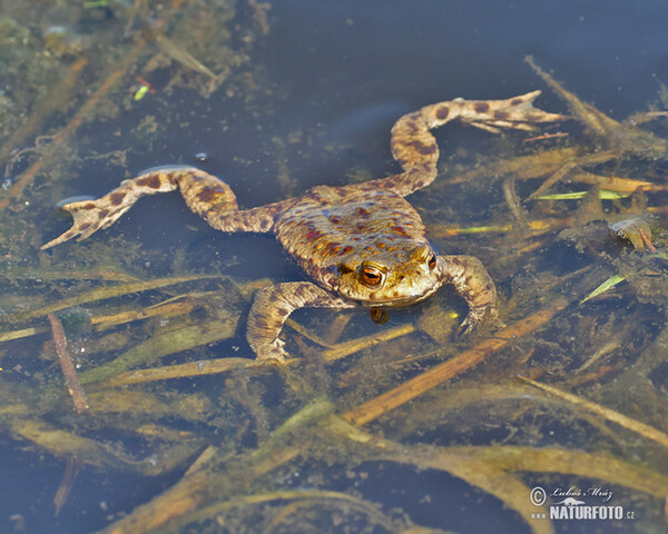 Ropucha bradavičnatá (Bufo bufo)