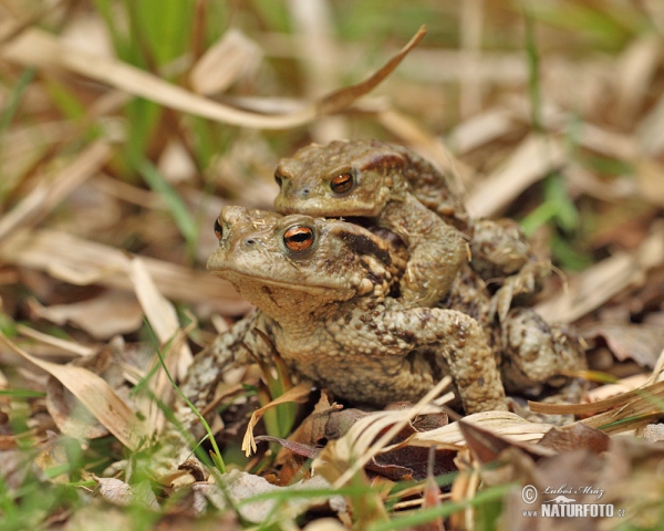 Ropucha bradavičnatá (Bufo bufo)