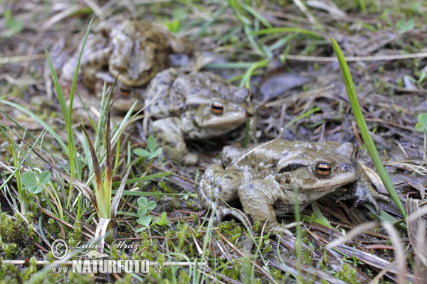 Ropucha bradavičnatá (Bufo bufo)