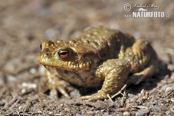 Ropucha bradavičnatá (Bufo bufo)