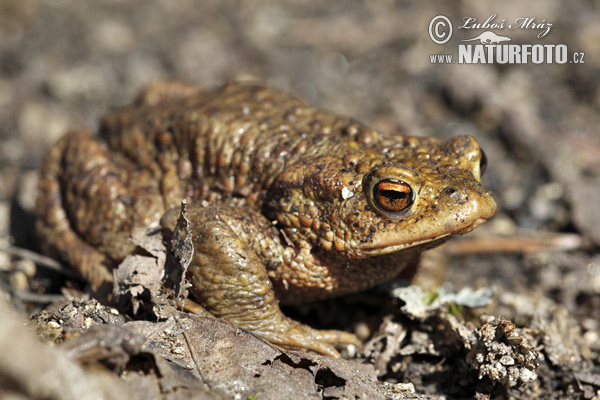 Ropucha bradavičnatá (Bufo bufo)