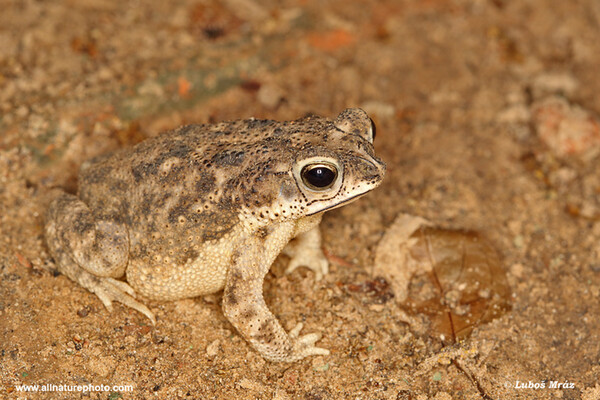 Ropucha jihoamerická (Rhinella granulosa)