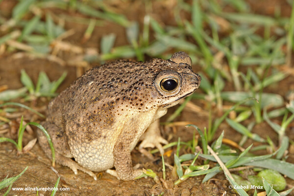 Ropucha jihoamerická (Rhinella granulosa)