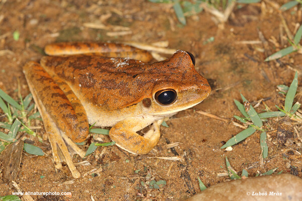 Rosnička čakobytná (Boana raniceps)