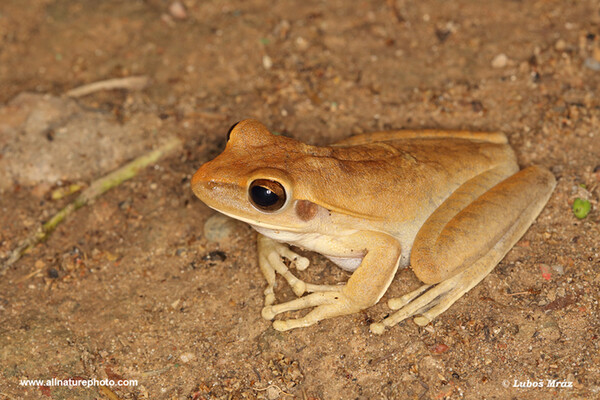 Rosnička čakobytná (Boana raniceps)
