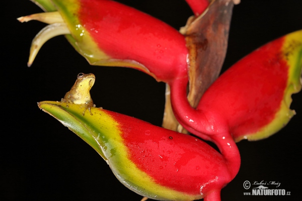 Rosnička dravá (Dendropsophus carnifex)