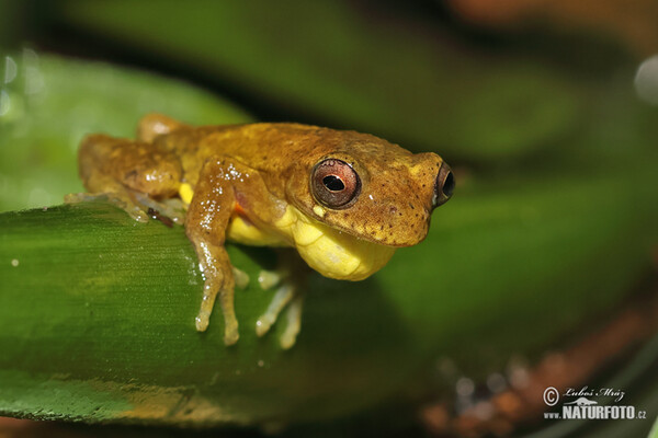 Rosnička dravá (Dendropsophus carnifex)