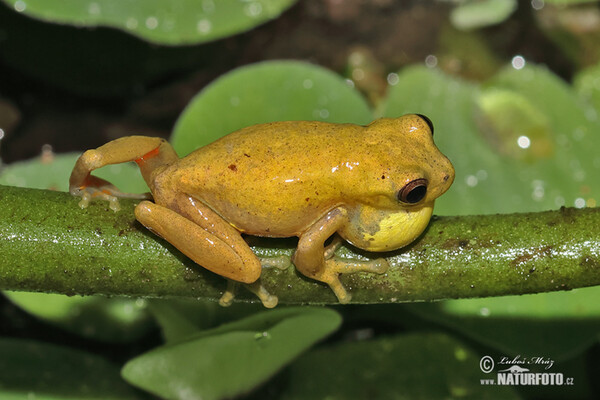 Rosnička dravá (Dendropsophus carnifex)