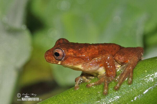 Rosnička dravá (Dendropsophus carnifex)