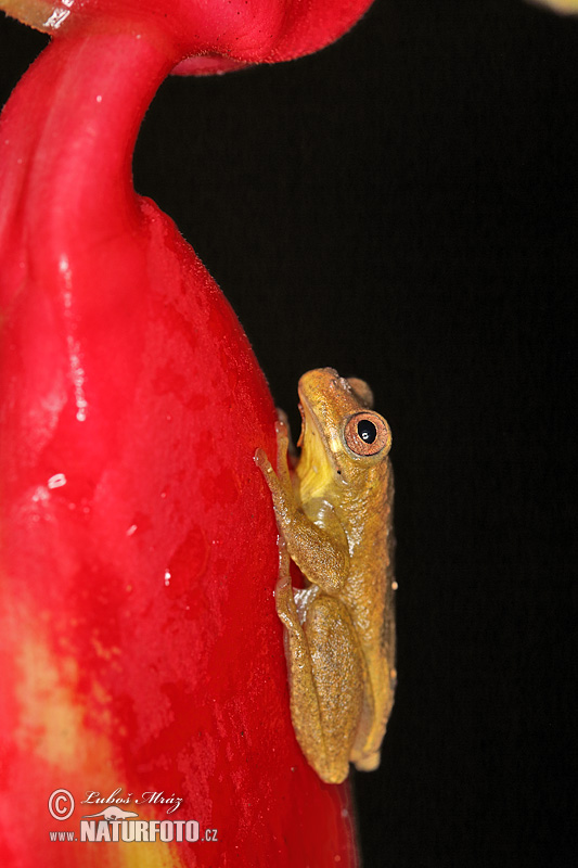 Rosnička dravá (Dendropsophus carnifex)