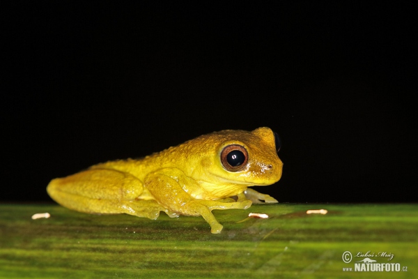 Rosnička dravá (Dendropsophus carnifex)