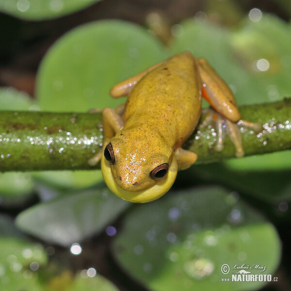 Rosnička dravá (Dendropsophus carnifex)