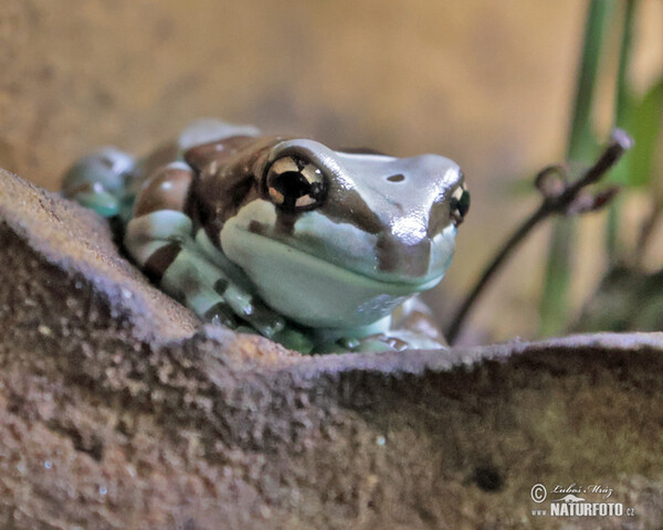 Rosnička včelí (Trachycephalus resinifictrix)