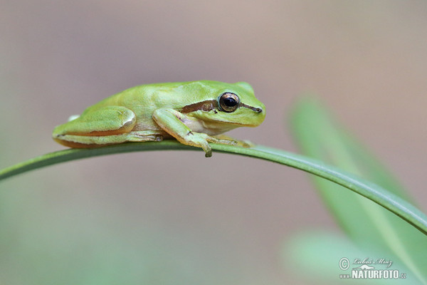 Rosnička západní (Hyla meridionalis)