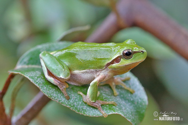 Rosnička západní (Hyla meridionalis)