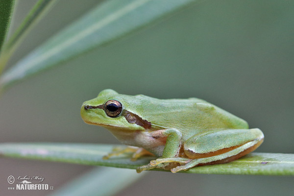 Rosnička západní (Hyla meridionalis)