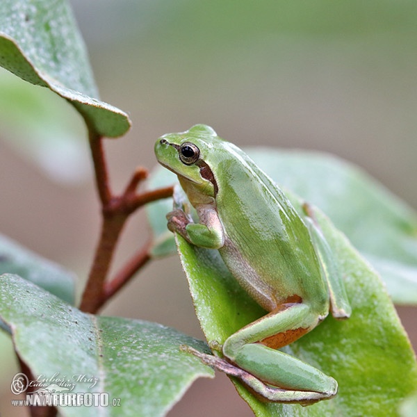 Rosnička západní (Hyla meridionalis)