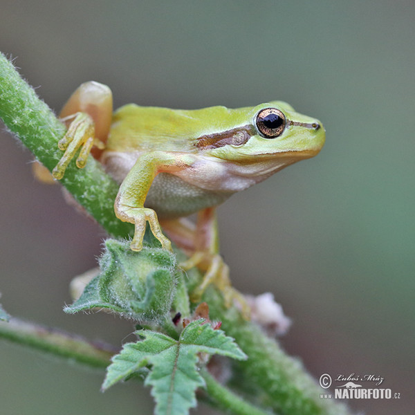 Rosnička západní (Hyla meridionalis)