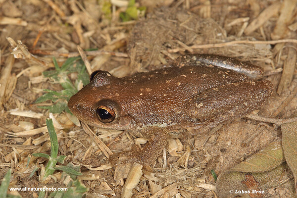 Rosnivka hnědavá (Scinax fuscovarius)