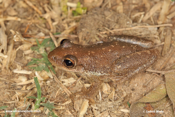 Rosnivka hnědavá (Scinax fuscovarius)