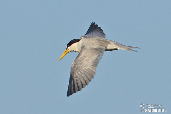 Rybák amazonský (Sternula superciliaris)